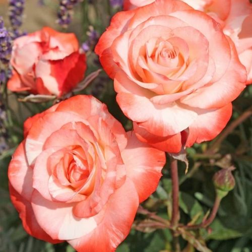 Fehér piros sziromszéllel - Csokros virágú - magastörzsű rózsafa- bokros koronaforma